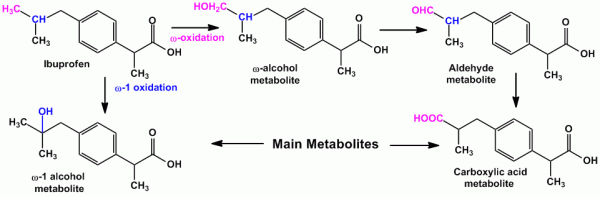 Metabolism of Ibuprofen