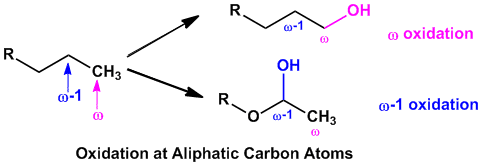 Aliphatic oxidation occurs at either omega or omega-1 position