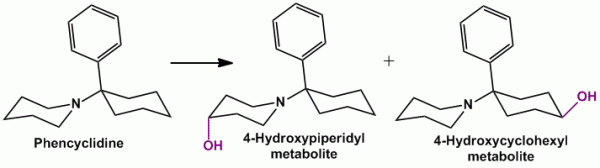 Metabolism of Phencyclidine